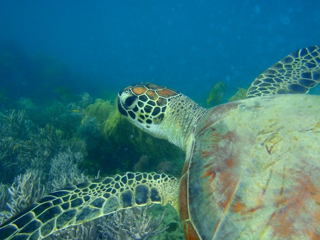 Nord Sud blog: visual travel diary, the Great Barrier Reef.
