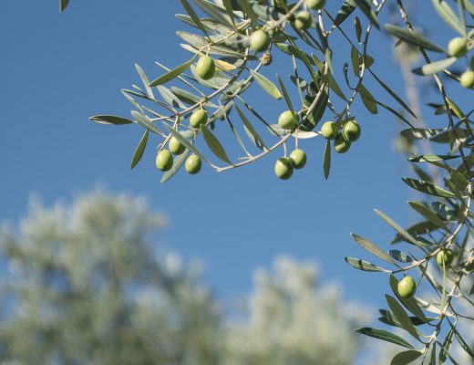 Olive Oil Tasting Tour in Granada.